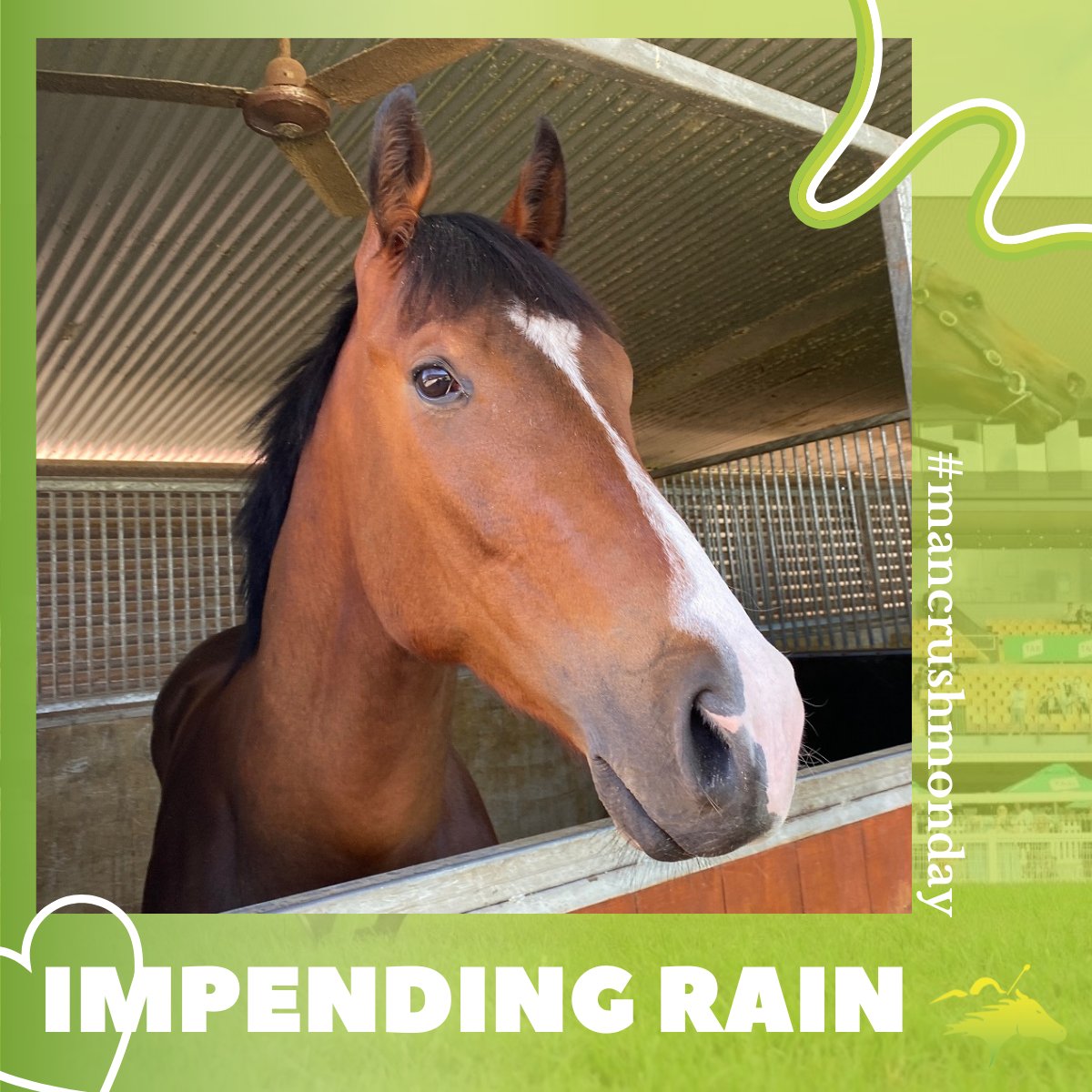 tonygollan's tweet photo. Our #ManCrushMonday is Impending Rain, a 3yo gelding by Impending from Tyrani 📸 

An apt name with a La Nina forecast 🌧️ He’s had 2 jumpouts this prep &amp; made good progress ✅ He’ll take improvement into the next one before we assess a debut 🏇

Profile: https://t.co/R4cdVGIgAz https://t.co/hBTPta8Kyw
