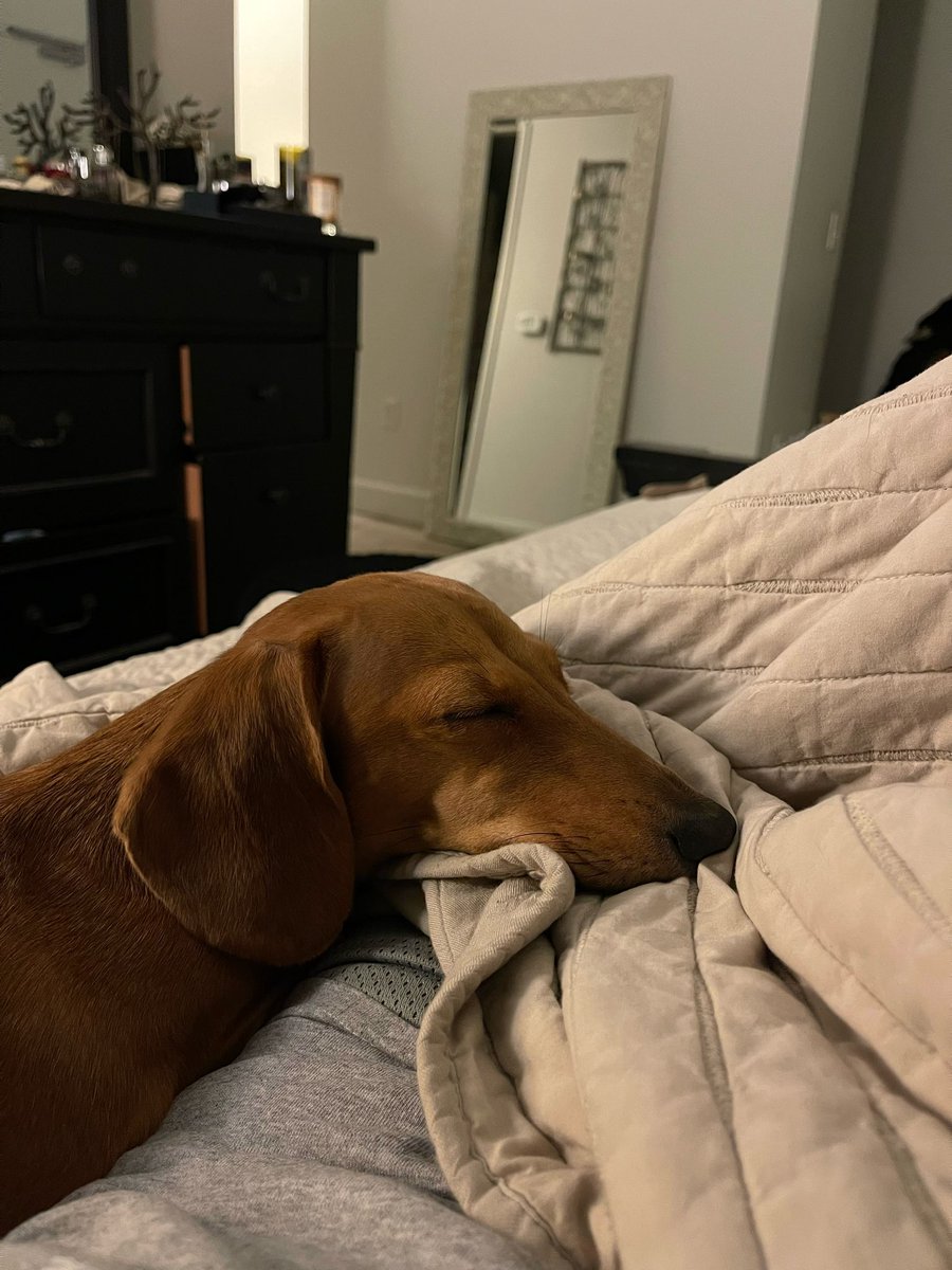 Rachel_Harman's tweet photo. i’m convinced dogs know when you’re having a bad day. little man has been attached to my hip all day ❤️ https://t.co/A2bS81hMel