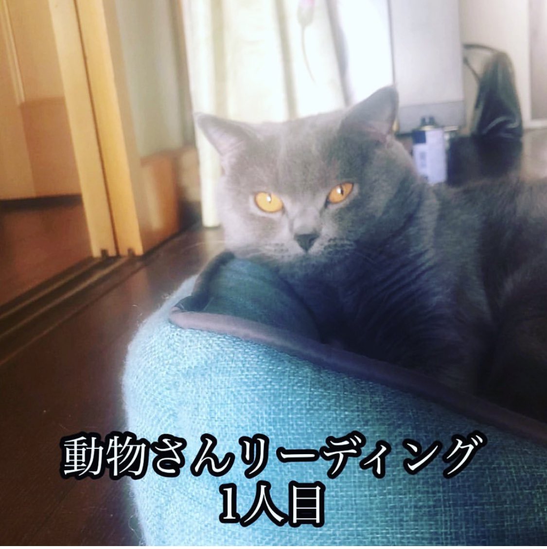 動物の気持ち Twitter Search Twitter