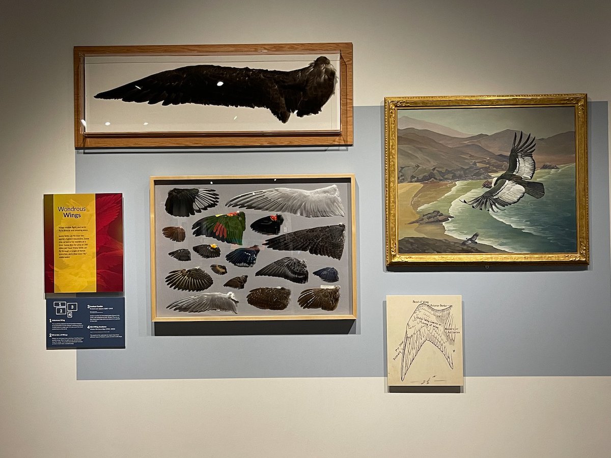 phylodiversity's tweet photo. 3- the @BellMuseum 's extensive art collection alongside scientific specimens and research in #SeeingBirds offer a unique way to understand how humans approach the natural work https://t.co/yRt3fC5ozz