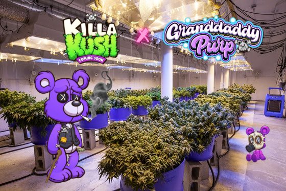 __Kaneda_'s tweet photo. Meanwhile, at #KillaKush labs…🔥⛽️

#Killaverse https://t.co/IxuzVOtE1F