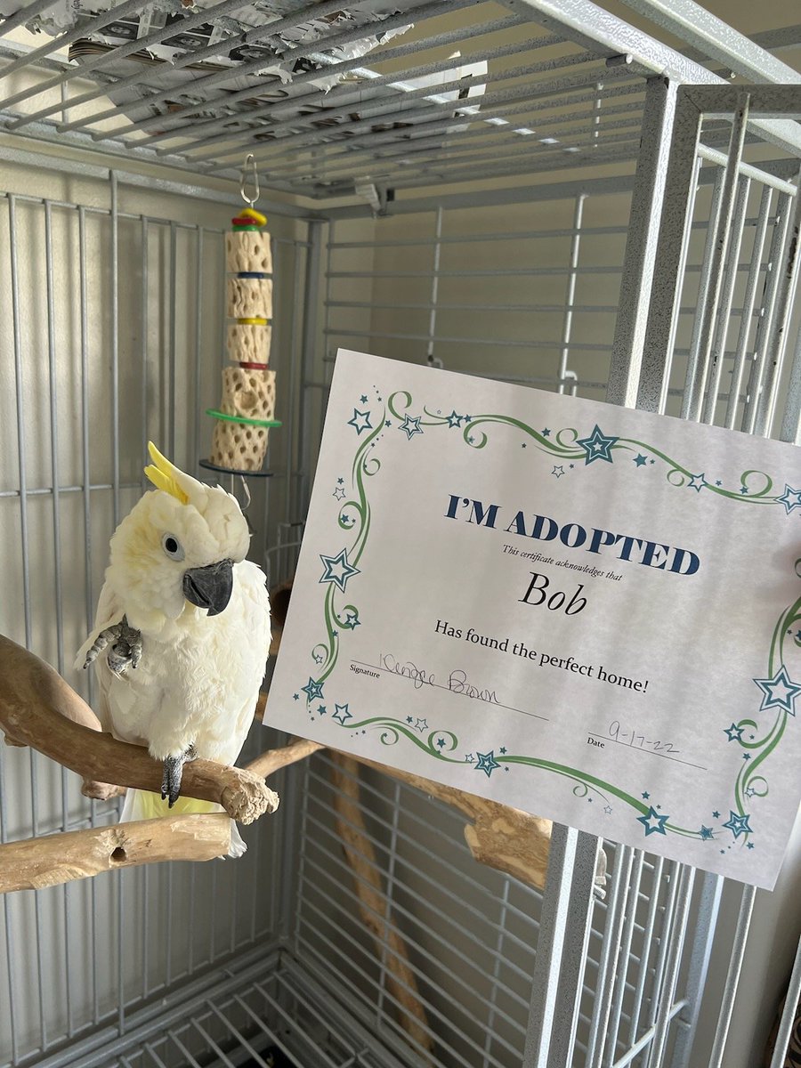 Ronies for The Love Of Birds tweet media