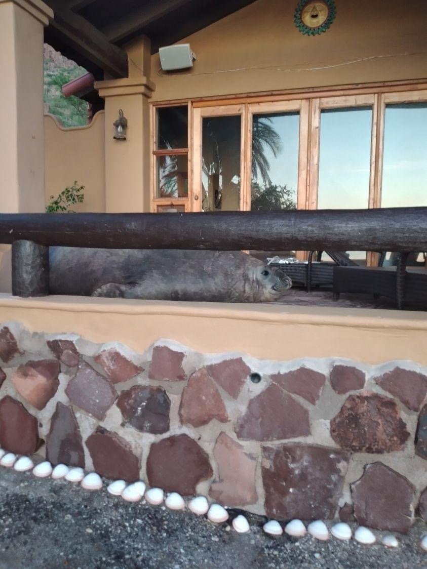 BCSnoticias's tweet photo. 🤭 #ENTÉRATE: Vecinos de #BahíaConcepción reportan que el gigantesco elefante marino, que ya se ha vuelto popular en las playas de la zona, empezó a visitar el pueblo; de hecho, intentó ingresar a dos casas, en donde habría roto ventanas. 📷: Paul J https://t.co/WsYQ7ghV0d