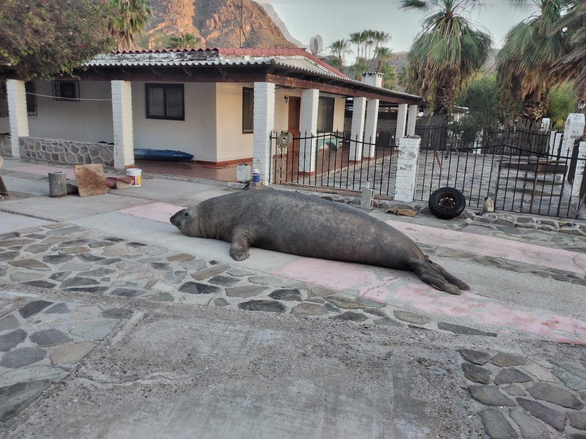 BCSnoticias's tweet photo. 🤭 #ENTÉRATE: Vecinos de #BahíaConcepción reportan que el gigantesco elefante marino, que ya se ha vuelto popular en las playas de la zona, empezó a visitar el pueblo; de hecho, intentó ingresar a dos casas, en donde habría roto ventanas. 📷: Paul J https://t.co/WsYQ7ghV0d