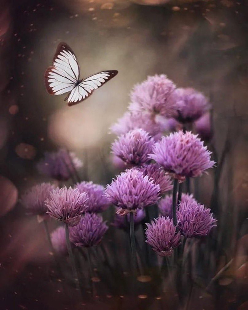 ستأتي أيام الفرح 

ويغمُرني الله بنور السعادة ..

وستنتهي كُلّ تلك الأيام الصعبة 

وَ كُلَّ تلكَ الأوجاع المُرّة 

وسنتخطّى ونتجاوزها بالطمأنينة ..

🤍🕊️

#صباح_الامل