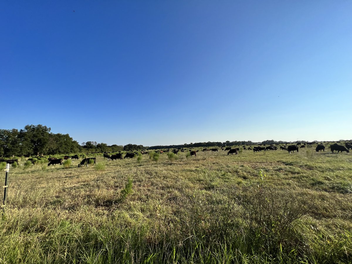 Rontie's tweet photo. Thank you to #WillHarris of @whiteoakpasture for his welcoming hospitality!

A true patriarch creating a legacy that we all benefit from!

Bless you, Sir!

#BeefInitiaitve #TBI #RegenerativeAgriculture https://t.co/ycc2uUbF9n