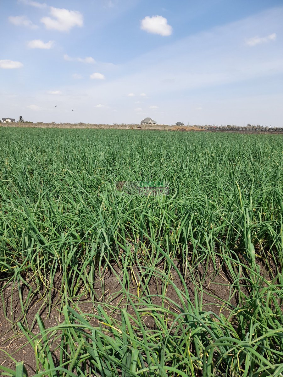 onion doctor on Twitter "Let's learn! This field might look lovely but