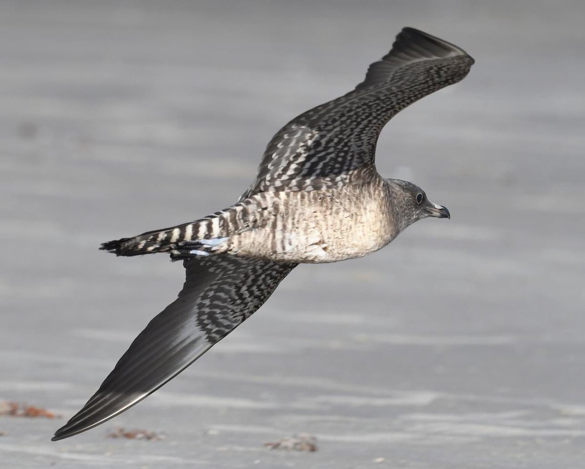 CrossleyIDGuide's tweet image. 1st time keynoting at Hummerbird Celebration in Rockport/Fulton. Great festival - hummingbird show was truly spectacular.
Port Aransas tonight was jammed with birds - between 5-10,000 Black Terns was amazing. A LTJA &amp;amp; SAGU were brilliant surprises - fitting end to a great weekend