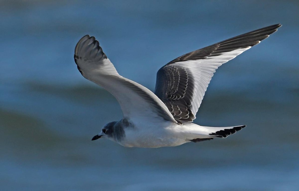 CrossleyIDGuide's tweet image. 1st time keynoting at Hummerbird Celebration in Rockport/Fulton. Great festival - hummingbird show was truly spectacular.
Port Aransas tonight was jammed with birds - between 5-10,000 Black Terns was amazing. A LTJA &amp;amp; SAGU were brilliant surprises - fitting end to a great weekend