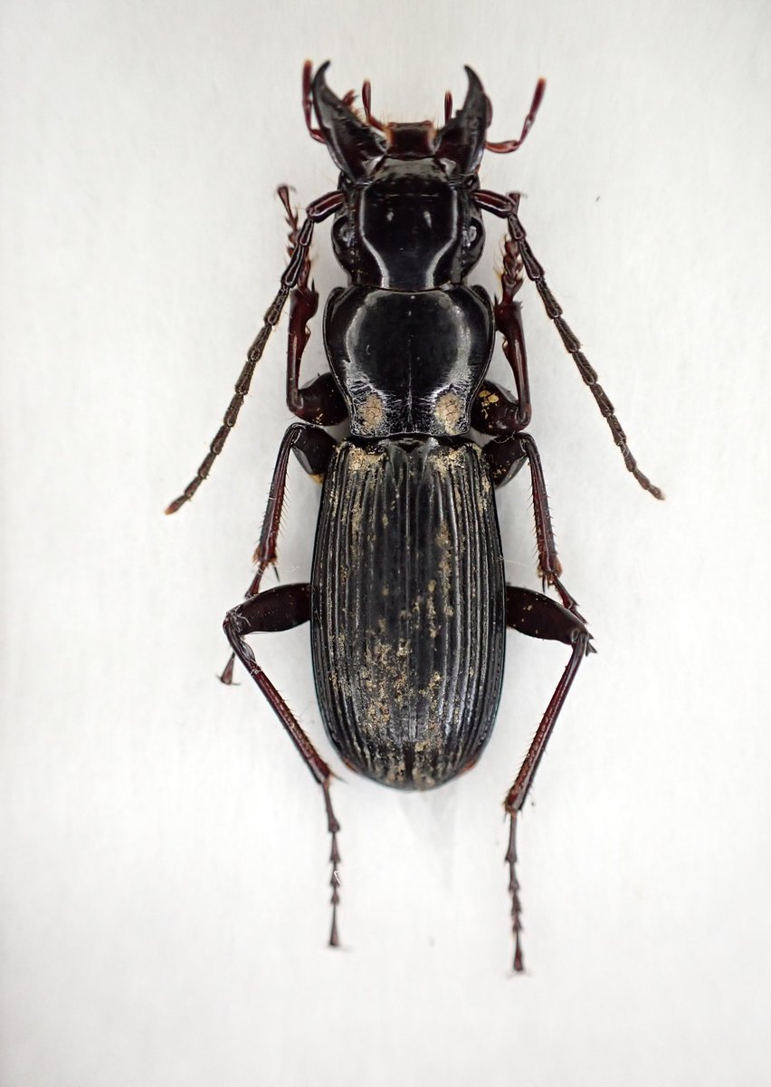 かなやん (@P_uenoi) / Posts / X