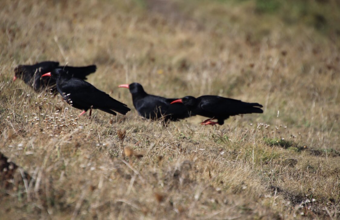 GInnoles's tweet photo. @cornishchoughs @gnome_alice There were four choughs at Godrevy last week! https://t.co/RbBJfEq7Fa