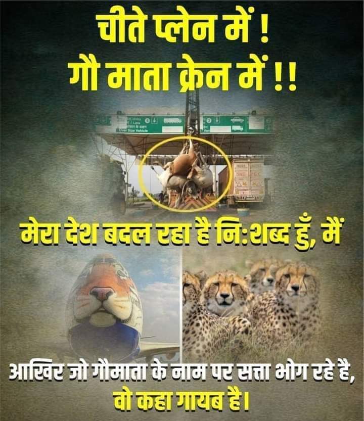 #GauMaataBachao
<a href="/myogiadityanath/">Yogi Adityanath</a> <a href="/PMOIndia/">PMO India</a> 
Please look this sir tou are last our hope....