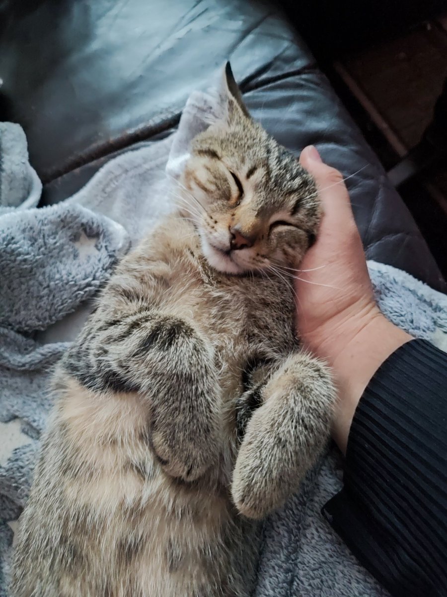 CherineQueen's tweet photo. Little Big man  🥴

#gatto #cat #CatsOfTwitter #cat #CatsofTwittter #soft #betterday #kitty #kittycat #littleboy #kitten #KittensOfTwitter #softtwitter #softy #InternationalCatDay #european https://t.co/LOf2zdiDwq