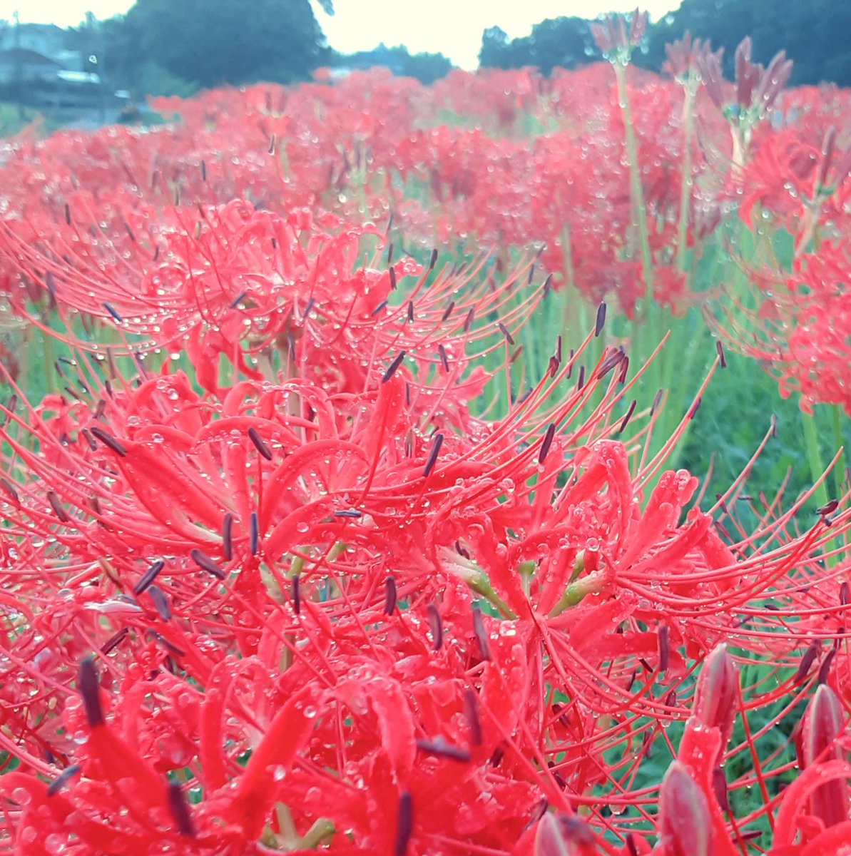 MugiGodd's tweet photo. 雨露を纏う美しい彼岸の花 https://t.co/vIGJCkqMHk
