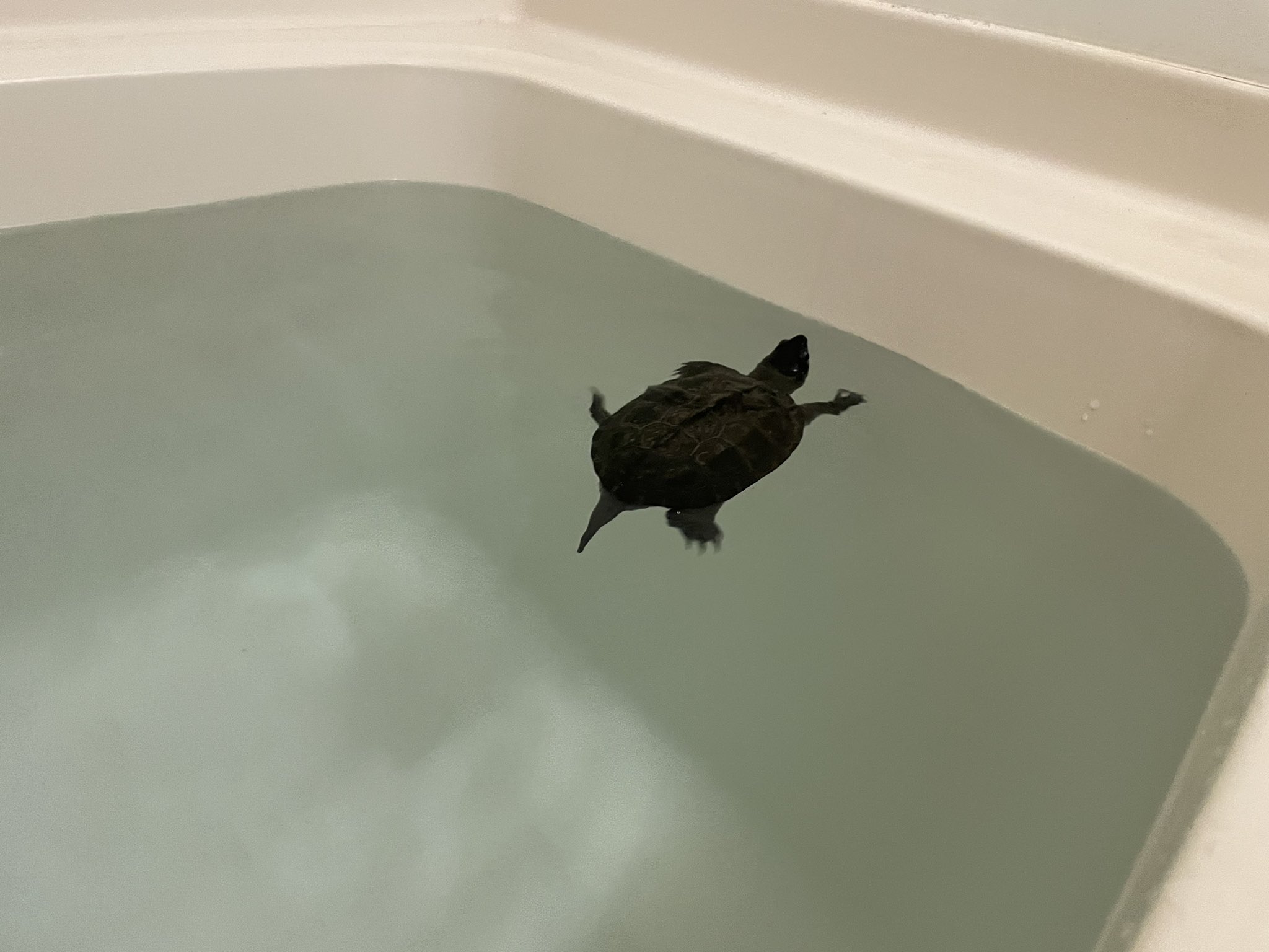 あいお 台風の断水対策に風呂に水を貯めてたけど 使わなくなったのでカメを泳がせてる T Co Gc03tpvnmg Twitter あいお 台風の断水対策に風呂に水を貯めてたけど 使わなくなったのでカメを泳がせてる T Co Gc03tpvnmg Twitter