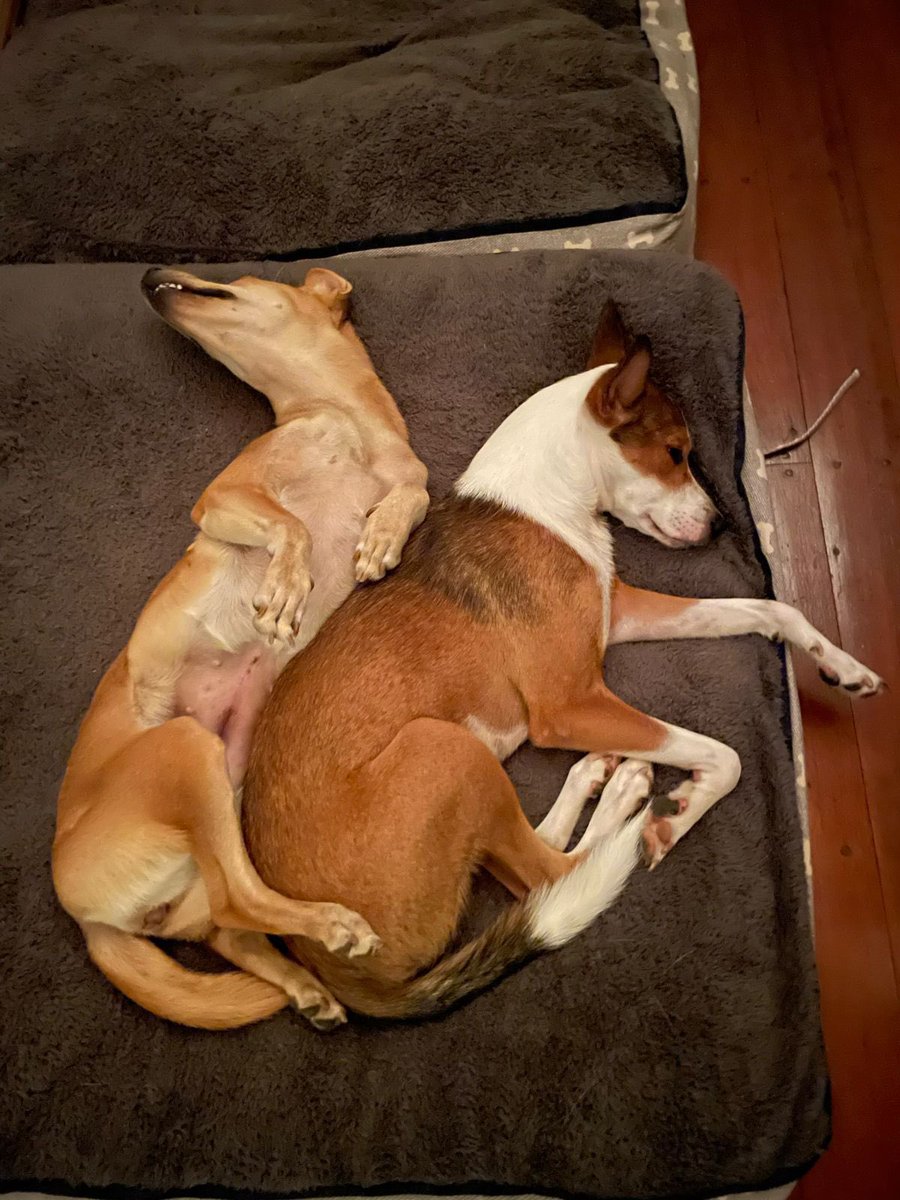 EmbarkLK's tweet photo. Mondays got us ........😜

#tgim #mondaymood #naplessons #goodmorning #choosetoadopt #changinglives #embark #loveastreetdog https://t.co/91KdjeHOO6
