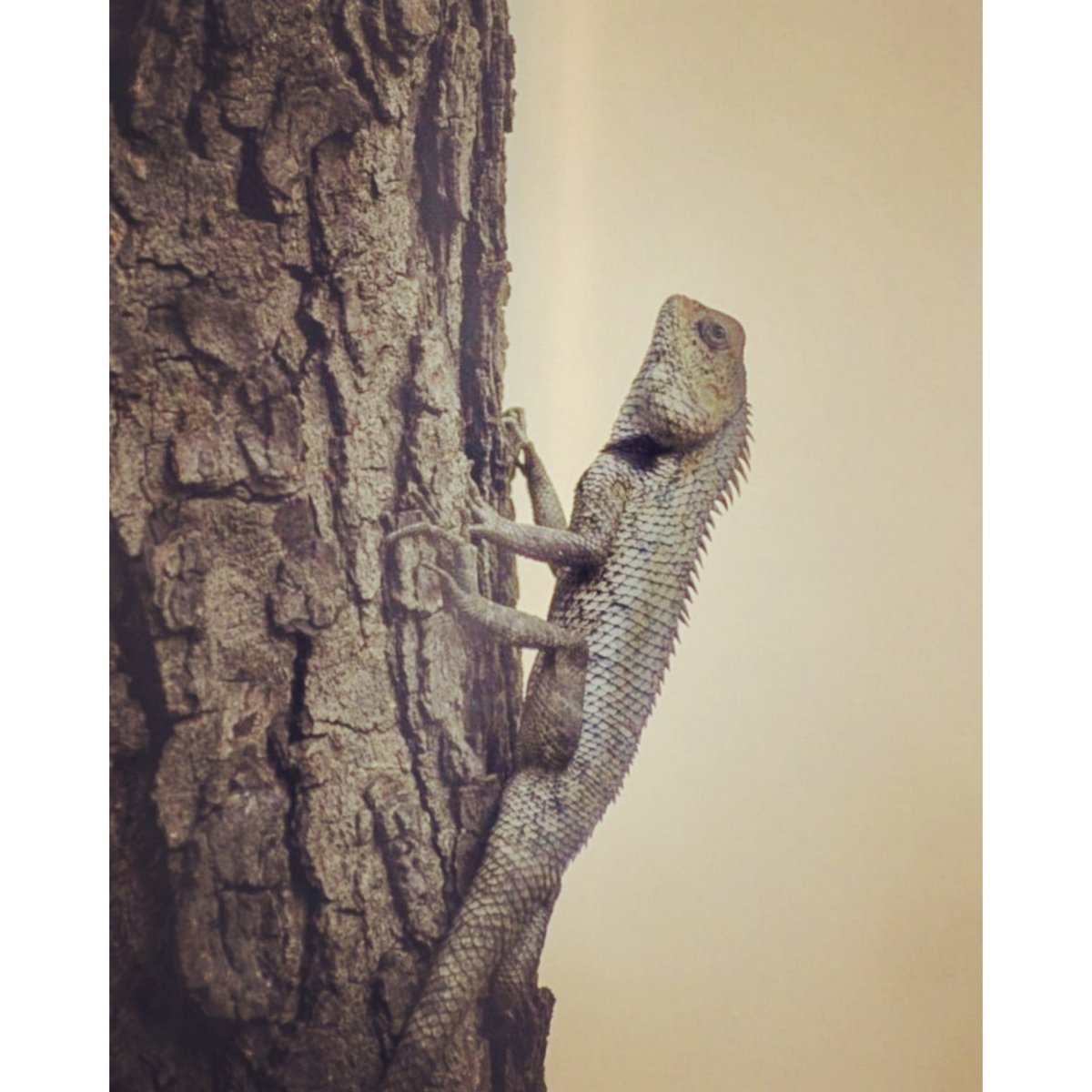 Dharmeshjraval4's tweet photo. Indian Chameleon | Excellent camouflaging skills make it the master of stealth 
#luv4wilds @WorldofWilds
@ThePhotoHour #nikonindia #BBCWildlifePOTD  @NatureIn_Focus @NikonIndia #ThroughYourLens https://t.co/3FW3ufWlVD