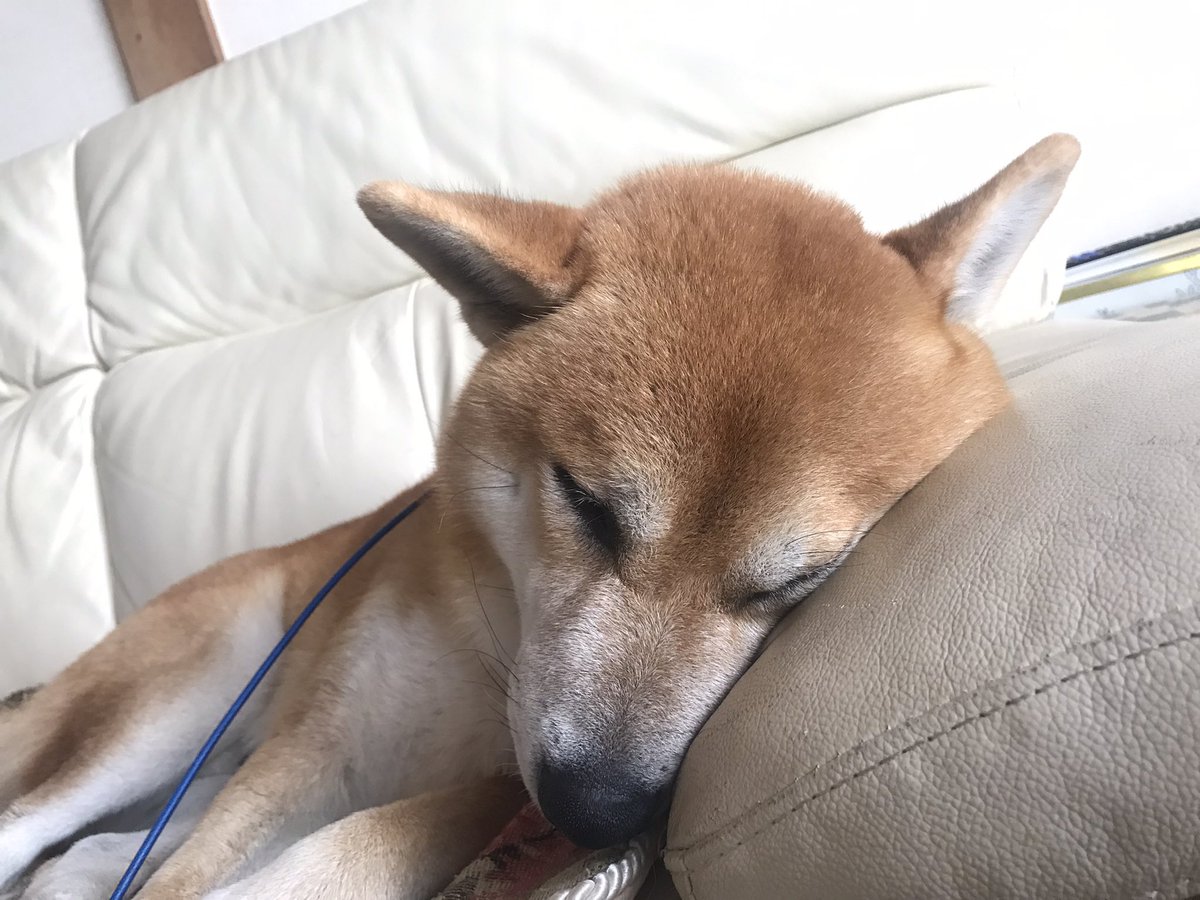 寝ながら外の音が気になるわんこ 