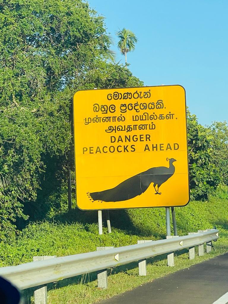 What are the Dangers of a Peacock?