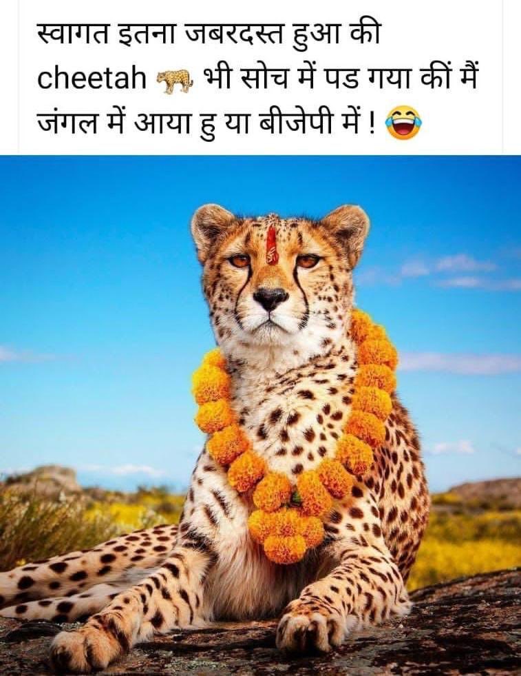 enbee007's tweet photo. #cheethas #India #Kanu #Humour 😁🙏🇮🇳 https://t.co/E0RJvCoMok