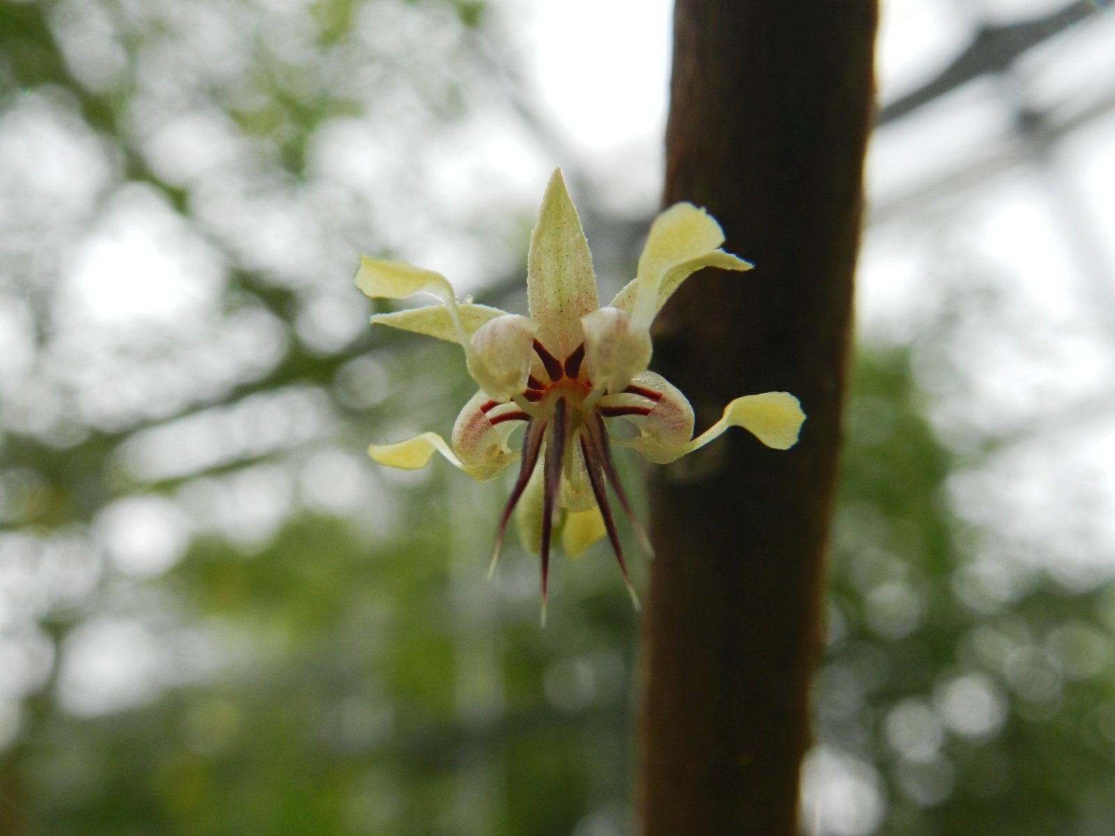 カカオの花 Twitter Search Twitter