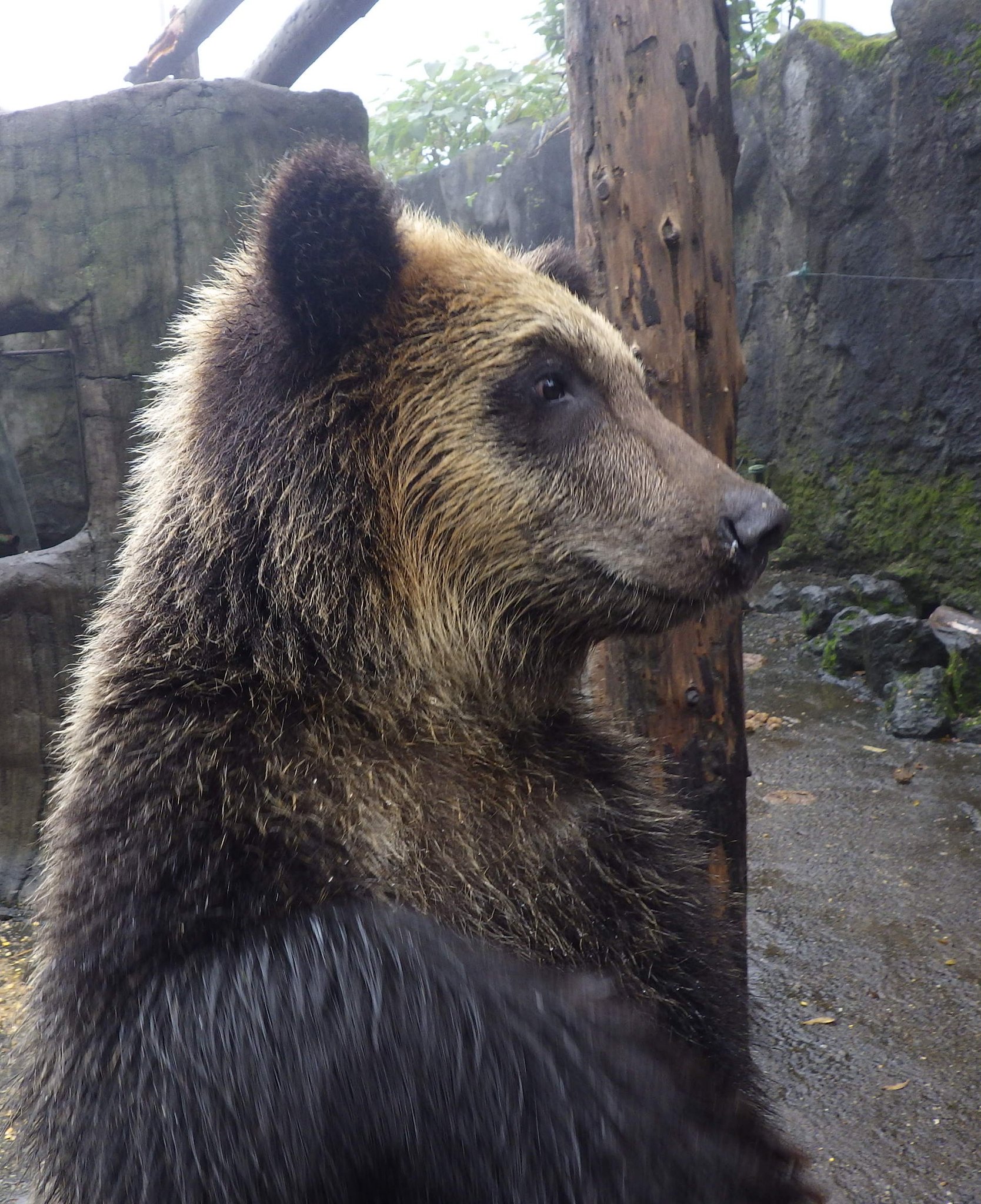 のぼりべつクマ牧場 公式 Bearpark Jp Twitter