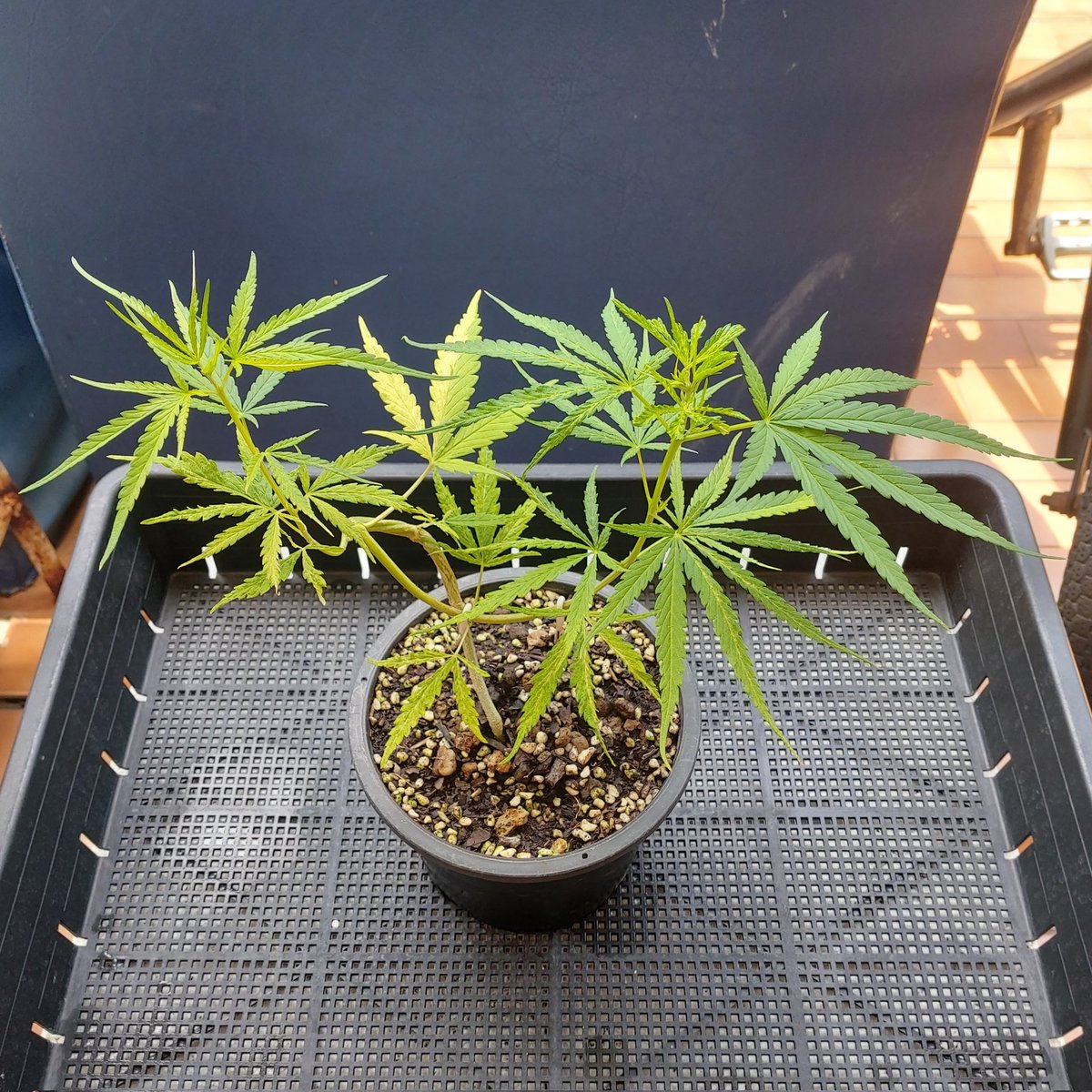 ChampSJoker's tweet photo. 190922 สายไม้ด่างต้องมีกัญหน่อย
📤 Thai sativa hybrid(T1.3)
#ไม้ด่าง #กัญชาจิ๋ว #MiniGanja #กัญชาด่าง #Ganja #กัญชาไทย #WeedLovers #กัญชานนท์ #CannabisCommunity #weed #SaveWeed #Smokers #ที่นี่ปากเกร็ด #สหายกัญเมืองนนท์ #นักทดลองกลางแจ้ง #SatanJokerGrower 🤘🏼🤡✌🏼 https://t.co/5eJaR1zWN3
