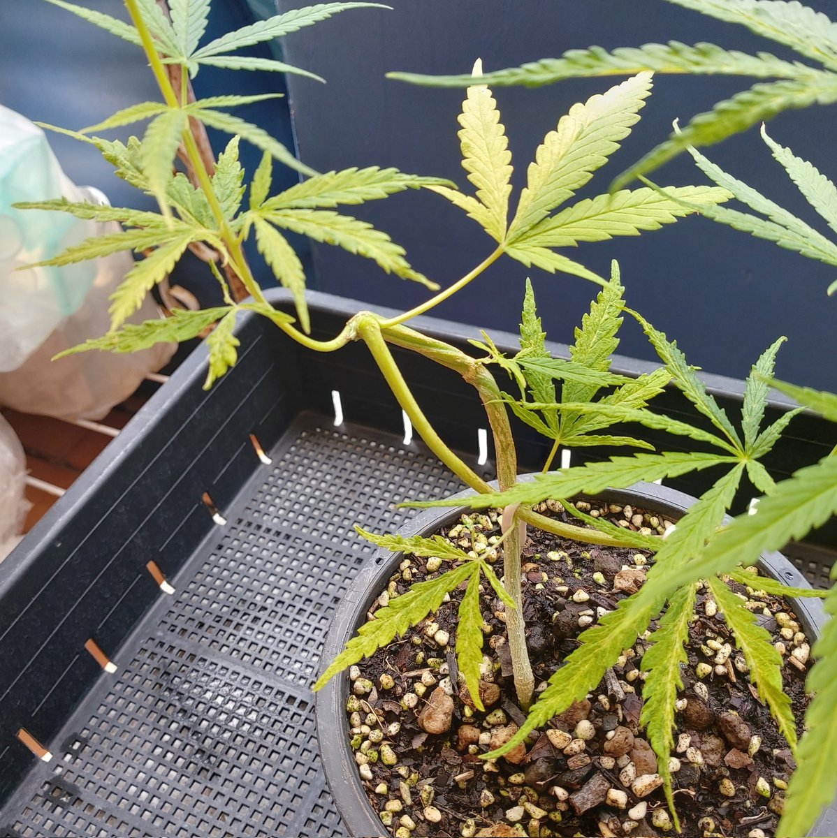 ChampSJoker's tweet photo. 190922 สายไม้ด่างต้องมีกัญหน่อย
📤 Thai sativa hybrid(T1.3)
#ไม้ด่าง #กัญชาจิ๋ว #MiniGanja #กัญชาด่าง #Ganja #กัญชาไทย #WeedLovers #กัญชานนท์ #CannabisCommunity #weed #SaveWeed #Smokers #ที่นี่ปากเกร็ด #สหายกัญเมืองนนท์ #นักทดลองกลางแจ้ง #SatanJokerGrower 🤘🏼🤡✌🏼 https://t.co/5eJaR1zWN3