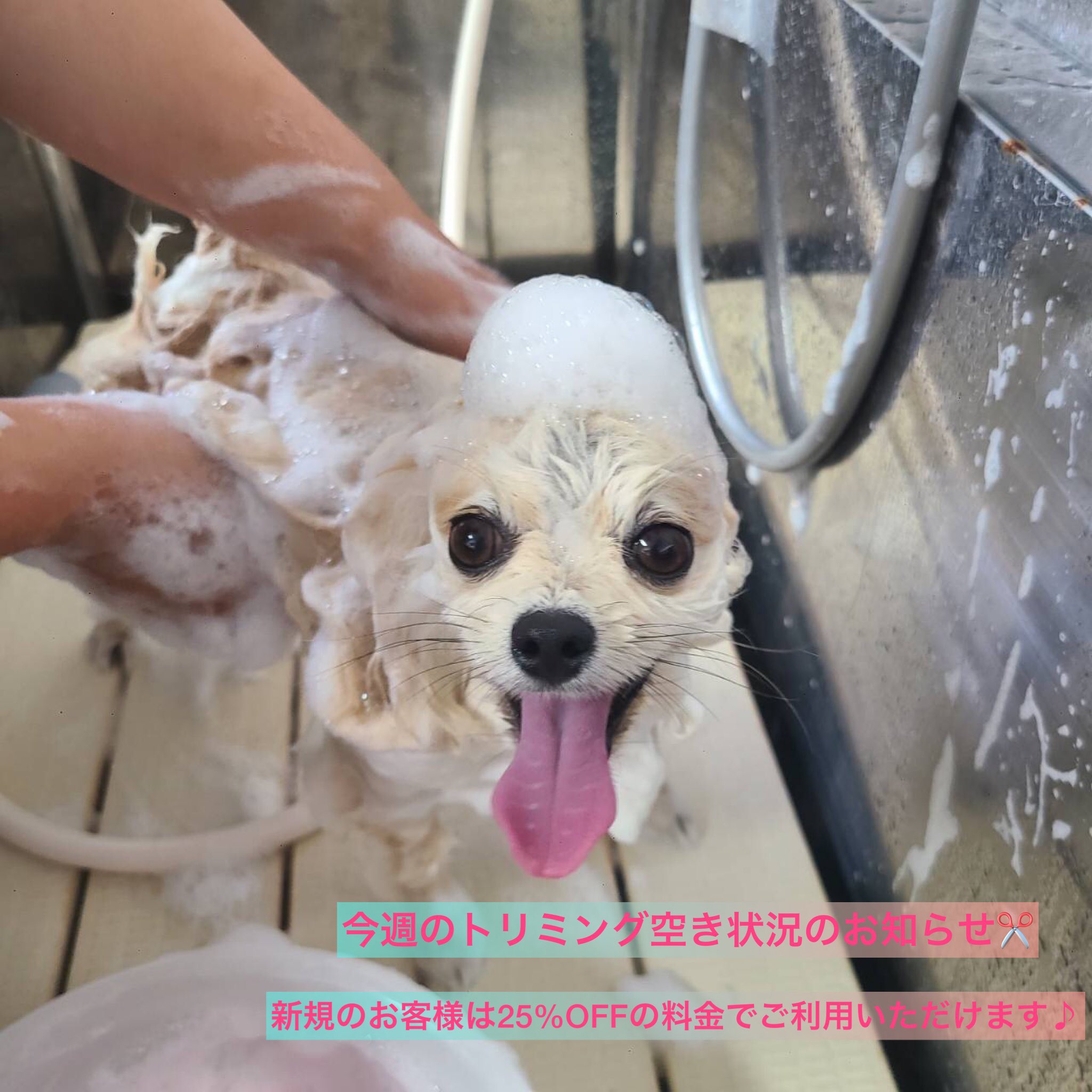 Dear Dogschooldear Twitter