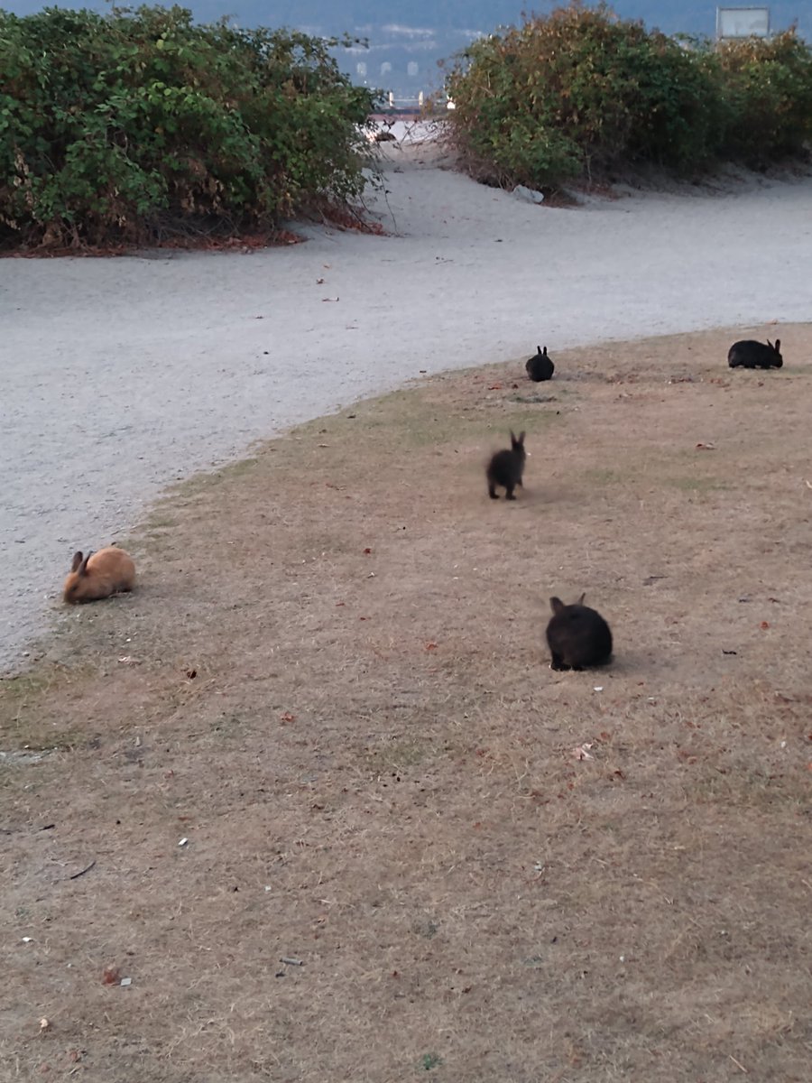 RickmGao1's tweet photo. @SOUNDK2022 I was craving for some fried chicken on rice so yesterday I went to go get some, then I went to the beach to look at stuff until it got dark. There were lots of bunnies there too https://t.co/OjKYOCJXm6