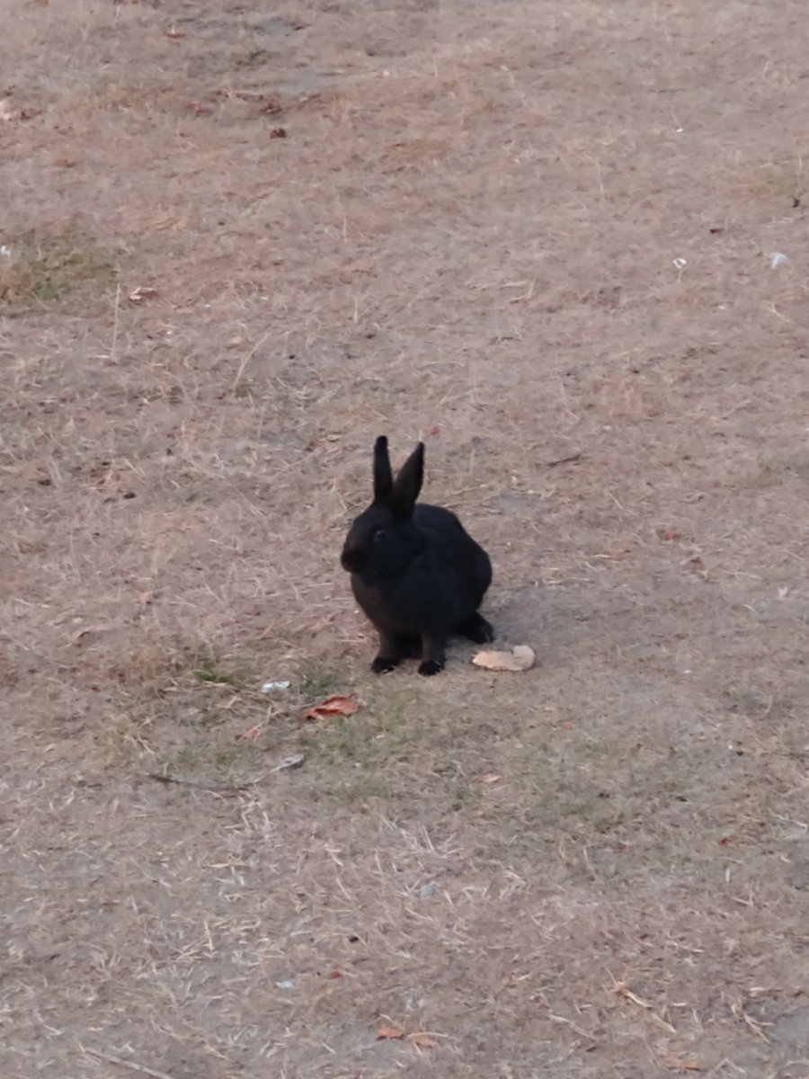 RickmGao1's tweet photo. @SOUNDK2022 I was craving for some fried chicken on rice so yesterday I went to go get some, then I went to the beach to look at stuff until it got dark. There were lots of bunnies there too https://t.co/OjKYOCJXm6