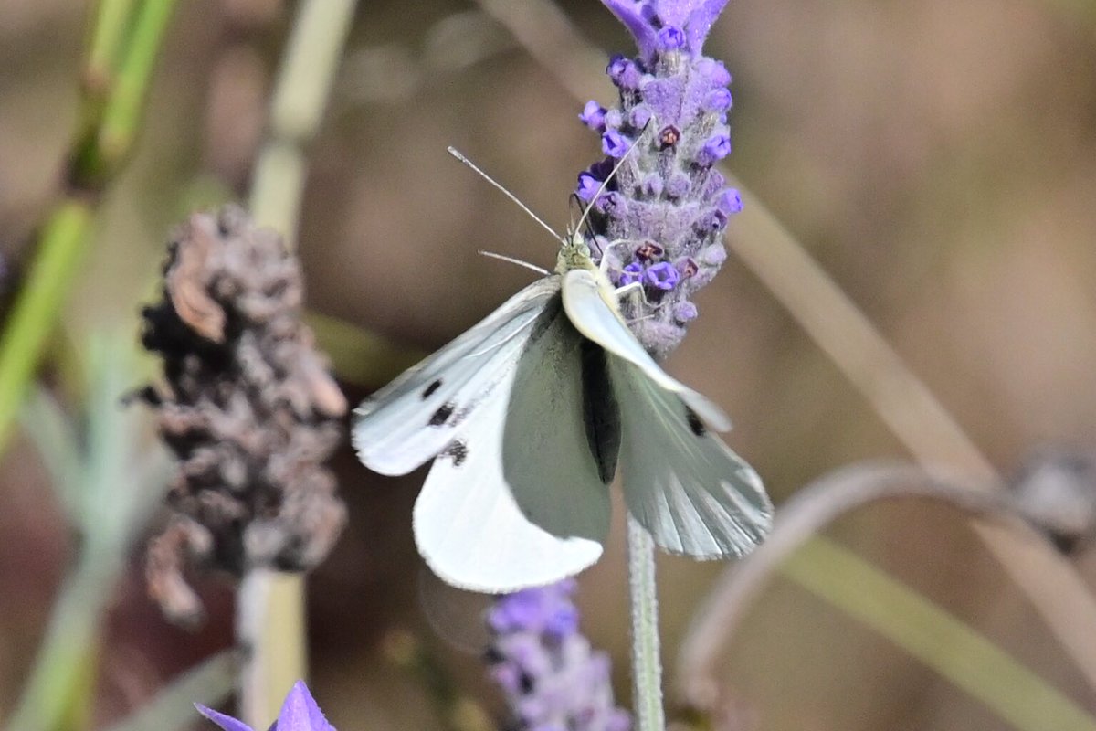 GeorgeSz12's tweet photo. Hi All,
Just took a walk around the back yard and spotted this Butterfly on the Lavender bush
Have a great Monday
#butterfly #valender
#nikonz6ii #z6ii
@olivia_brisbane @DiQld
@Bildagraham1
@Harley_Roze_BBW https://t.co/fpQ0vhHEU7