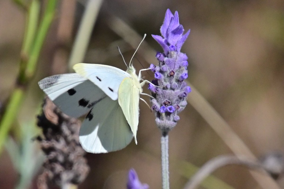 GeorgeSz12's tweet photo. Hi All,
Just took a walk around the back yard and spotted this Butterfly on the Lavender bush
Have a great Monday
#butterfly #valender
#nikonz6ii #z6ii
@olivia_brisbane @DiQld
@Bildagraham1
@Harley_Roze_BBW https://t.co/fpQ0vhHEU7