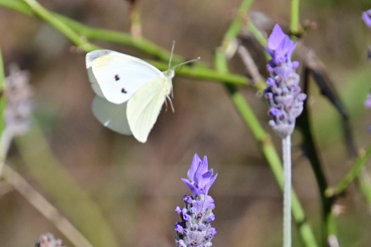 GeorgeSz12's tweet photo. Hi All,
Just took a walk around the back yard and spotted this Butterfly on the Lavender bush
Have a great Monday
#butterfly #valender
#nikonz6ii #z6ii
@olivia_brisbane @DiQld
@Bildagraham1
@Harley_Roze_BBW https://t.co/fpQ0vhHEU7