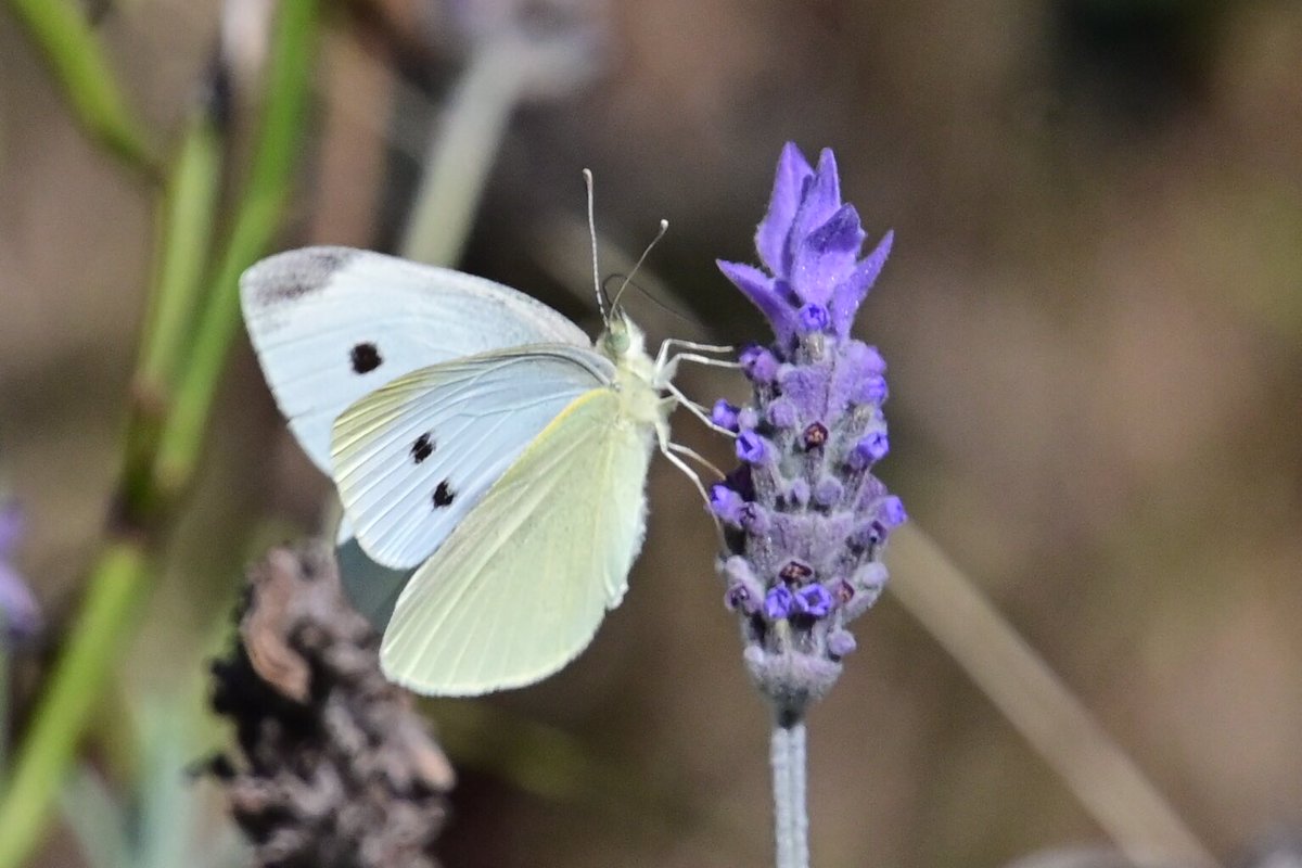 GeorgeSz12's tweet photo. Hi All,
Just took a walk around the back yard and spotted this Butterfly on the Lavender bush
Have a great Monday
#butterfly #valender
#nikonz6ii #z6ii
@olivia_brisbane @DiQld
@Bildagraham1
@Harley_Roze_BBW https://t.co/fpQ0vhHEU7
