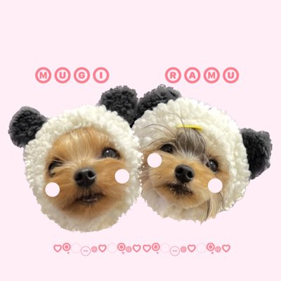 ヨーキーのむぎandらむ Mugichannel0505 Twitter