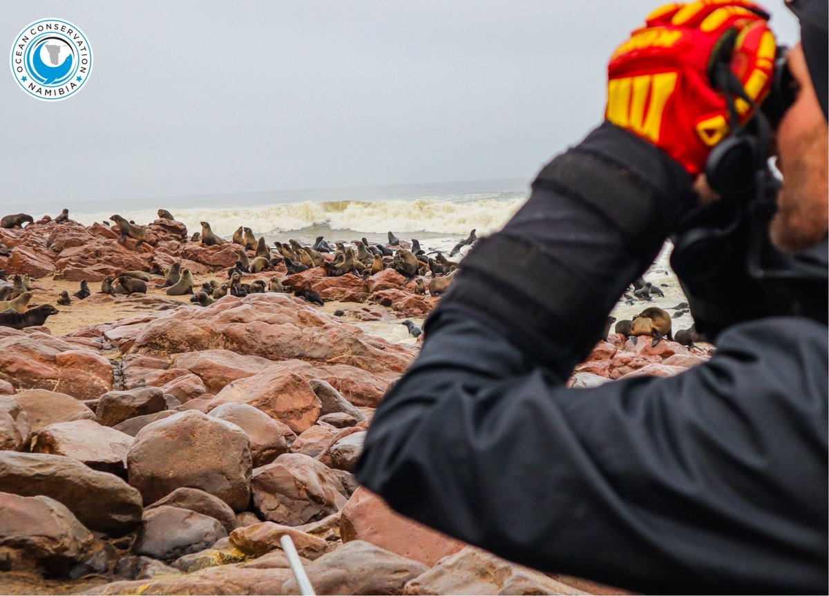 On the lookout for entangled seals at Cape Cross, Namibia. #ocn #oceanconservationnamibia #plasticpollution #entanglement #sealrescue