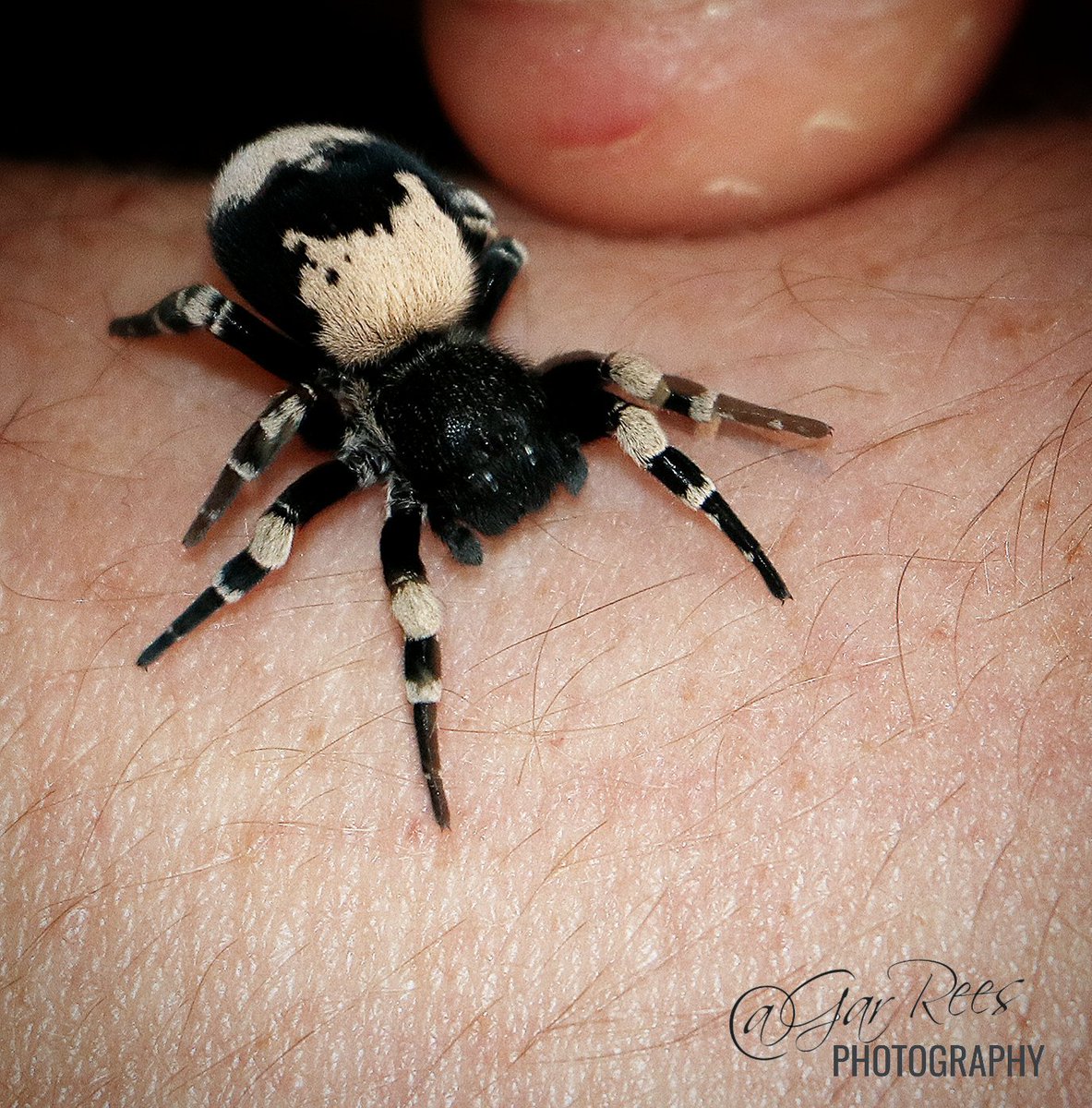 GarRees's tweet photo. Eresus, also called ladybird spiders, is a genus of velvet spiders that was first described by Charles Athanase Walckenaer in 1805#nature #naturephotography #naturelovers #picture #naturelover #in2nature #natureinspired #naturephotograpy #eresus #arachnotube https://t.co/20jgK8xQQu