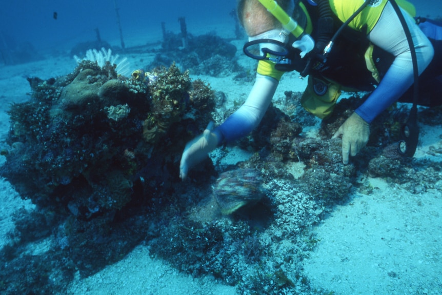 💻⚓️1000s of underwater films, photographs, hand-drawn maps, field journals and other unseen archive material are being digitised to reveal untold story of the discovery and excavation of the Pandora wreck. <a href="/shipwrekmermaid/">Maddy McAllister</a> 

Via <a href="/rachael_liz_m/">Rachael Merritt</a> 👉ab.co/3BQ5uX8