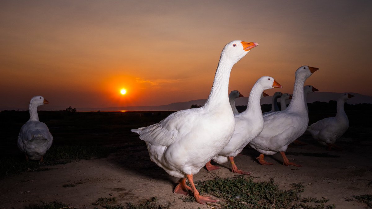 DuckFoodBot's tweet photo. retweet to send a treat https://t.co/bCx4zPeNUf https://t.co/l1LkHf7w2Q