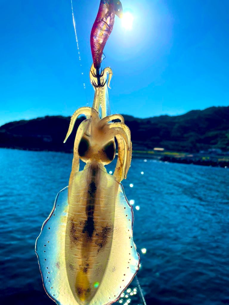 wacchi9131's tweet photo. 秋イカシーズン到来🦑

#アングラーズマイスター 
#釣りの秋 https://t.co/2AMEkggmpD