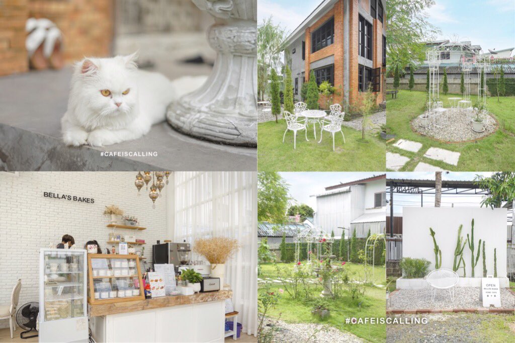 cafeiscalling's tweet photo. ✨โฮมคาเฟ่สุดคิ้วท์🐱 ย่านสันกำแพง ร้านน่ารักอบอุ่นมาก ๆ เป็นโฮมคาเฟ่ใน Glasshouse ท่ามกลางสวนสไตล์อังกฤษ🌹เมนูที่ร้านมีทั้งเครื่องดื่มและเบเกอรี่โฮมเมด มานั่งชิลล์ทานขนมเล่นกับน้องแมวกันได้จ้า🕖 10.00-16.00 ❌วันจันทร์@aroii #คาเฟ่เชียงใหม่ #รีวิวเชียงใหม่ @CAFETELLER https://t.co/AVYG81hFP9