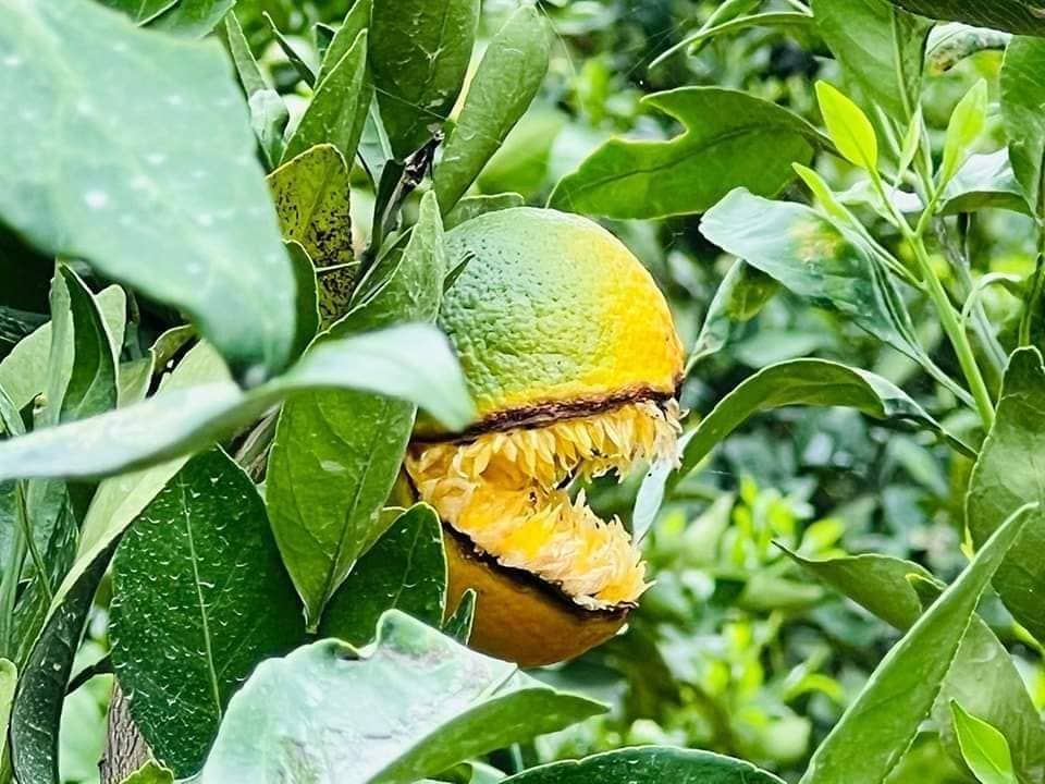 UnoDayStudio's tweet photo. A sunday back in my gramma's garden.
I saw a monster orange =)))
My life is a pun for sure
#PacMan #orange #monster #biomeat #apocalyptic #vegetation #NaturePhotography #nature #naturelovers #agriculture #produce #vietnam #green #vegetarian #PacManXboxSweepstakes #pointy #teeth https://t.co/ShGUYa7ta4