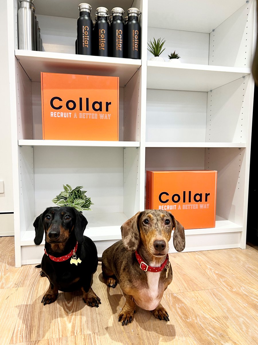 christiespaces's tweet photo. Henry and Honey both enjoying their new office space here at 3 Spring St on this sunny Sydney Monday!
#ChristieSpaces #Coworking #DogFriendlyOffices #DogsofCoworking #SydneyCoworking https://t.co/J5BkjXRw88