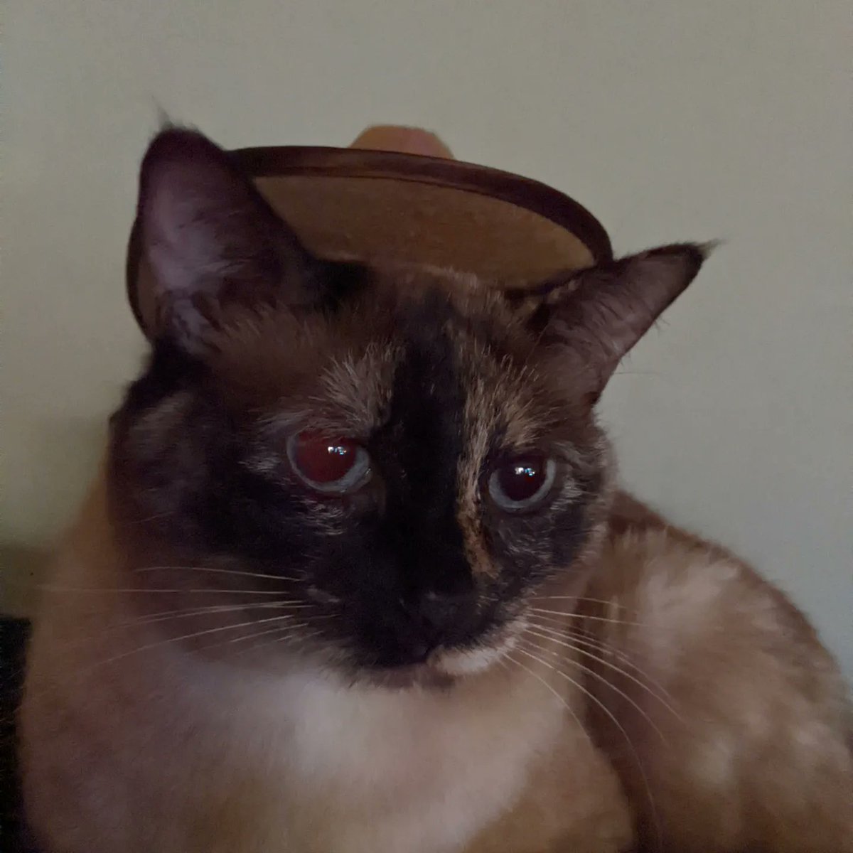 CannibalDruides's tweet photo. Kinda feeling meh. Come lurk on my stream while I play Cyberpunk 2077. I just love the environment noise &amp; I need to beat it on the PC.

Here's a picture of my cat in a little cowboy hat just bc

#TwitchStreamers #twitch #TwitchAffilliate #gamergirl #smallstreamer #CatsOfTwitter https://t.co/NQjMLKoy9o