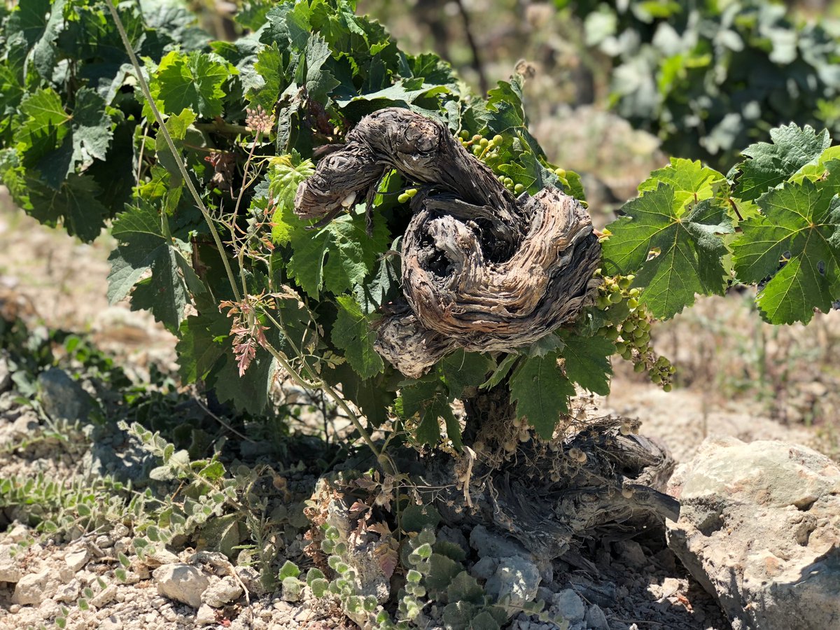 Robert Parker Wine Advocate (@wine_advocate) on Twitter photo Spain: Jerez & AndalucĂa Update đź“– <a href="/LuisGutierrezSD/">Luis Gutierrez</a>'s full report and 220+ tasting notes here: lnkd.in/gnPeizUA
đź“·: Luis Gutierrez & Bodegas Barbadillo Spain: Jerez & AndalucĂa Update đź“– <a href="/LuisGutierrezSD/">Luis Gutierrez</a>'s full report and 220+ tasting notes here: lnkd.in/gnPeizUA
đź“·: Luis Gutierrez & Bodegas Barbadillo