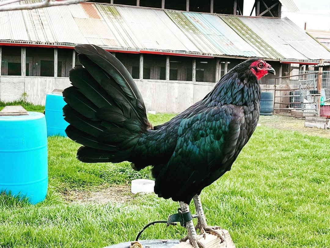 Ayam Philipin Sabung Sabong Gallos (@ayamphilipin) / Twitter