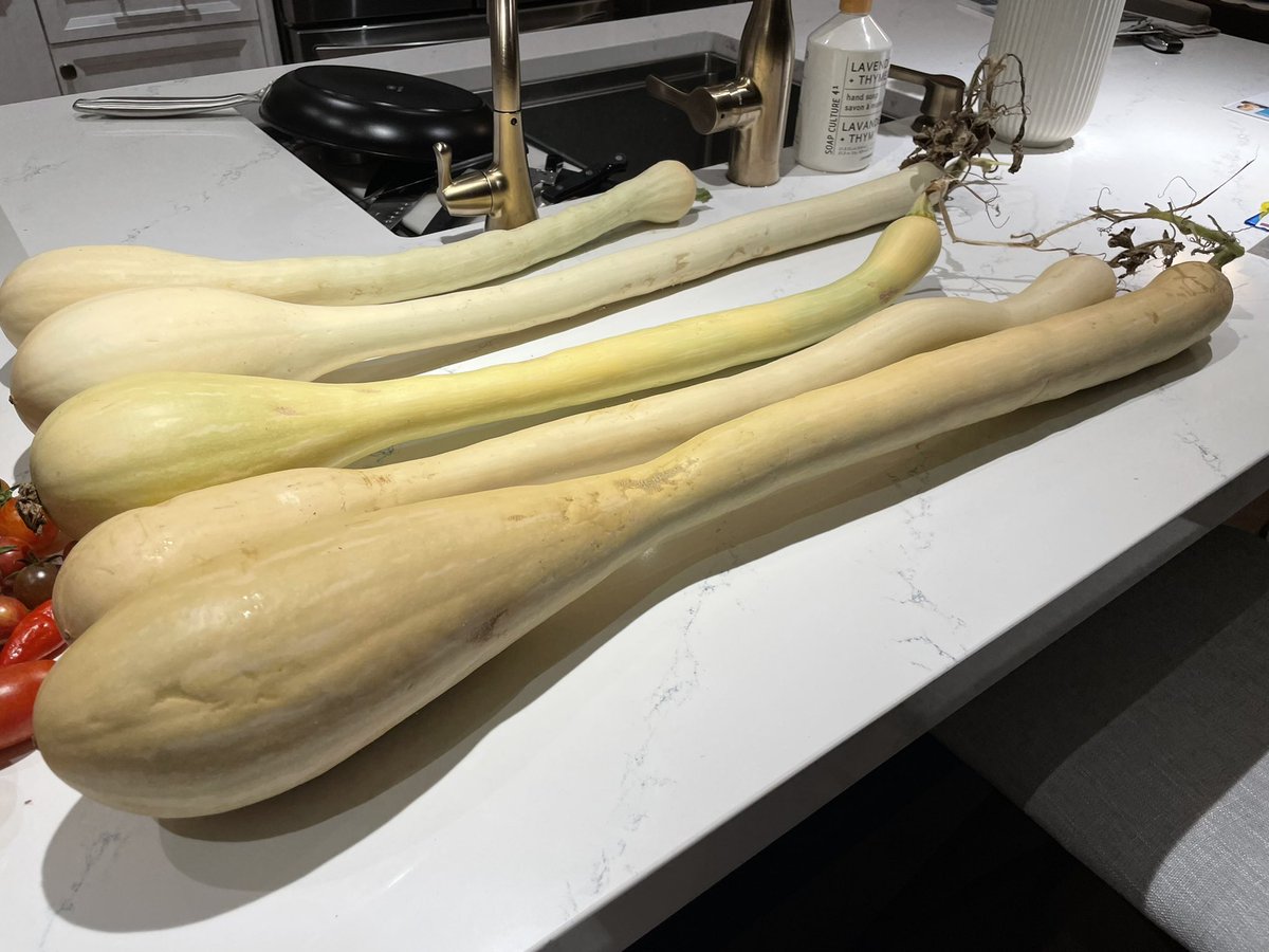 I grew tromboncino this year and I’ll definitely grow them again next year!