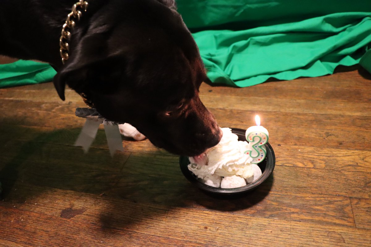Doggybyking's tweet photo. Today is my BIRTHDAY !!!! I'm 3 Years Old....DAD got me together today HAD FUN! https://t.co/pDKCvw4VDG