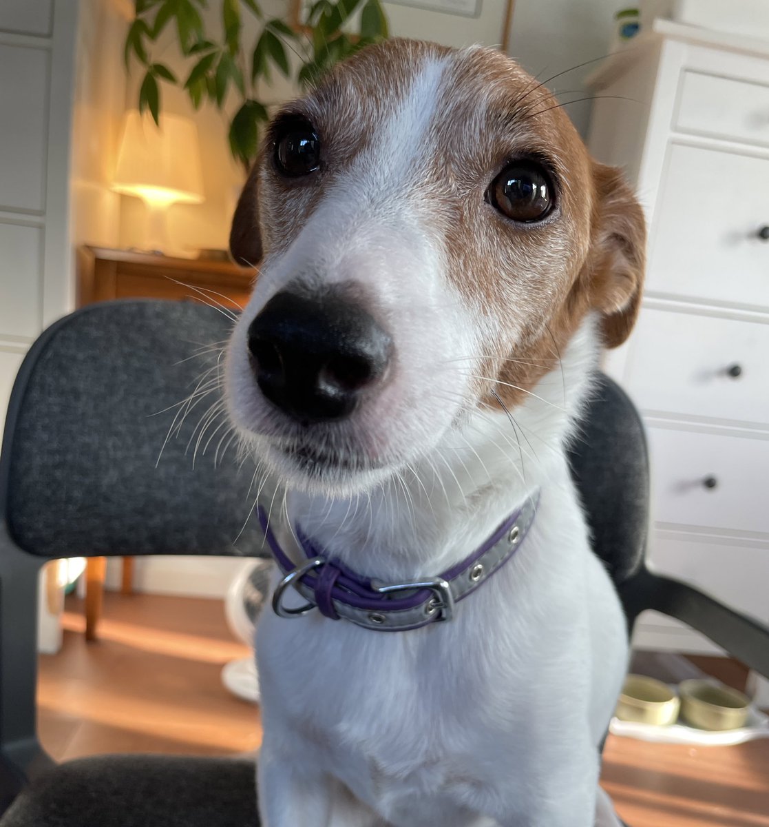 2Dogs58460610's tweet photo. おはようございます。
#ジャックラッセルテリア 
#JRT 
#いぬのいる暮らし 
#犬のいる暮らし https://t.co/59eteb9dol